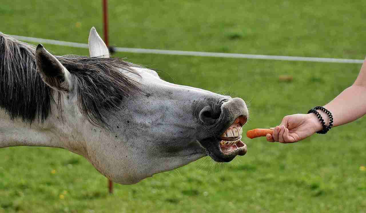 horse-fun