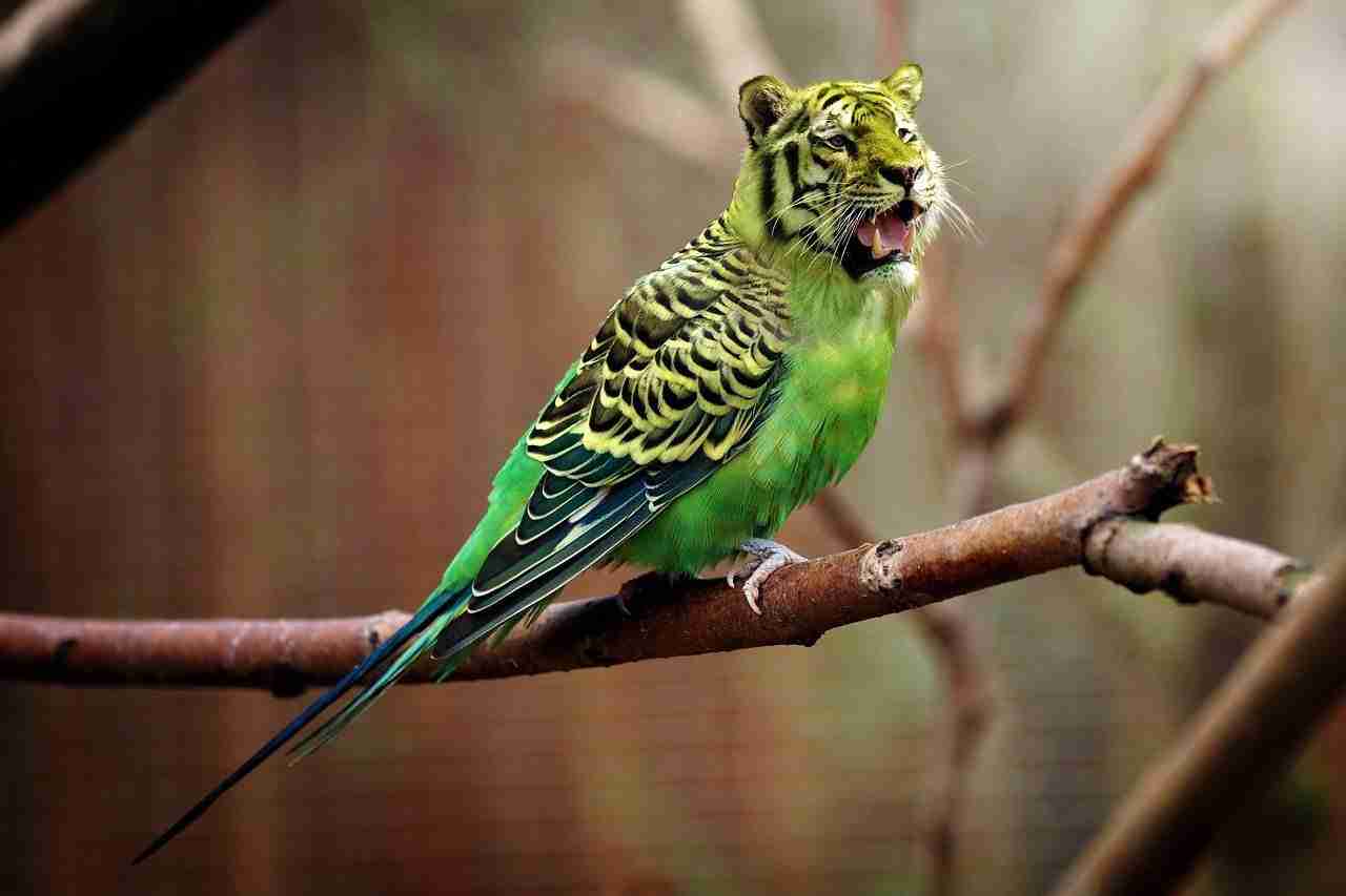 parrot-lion