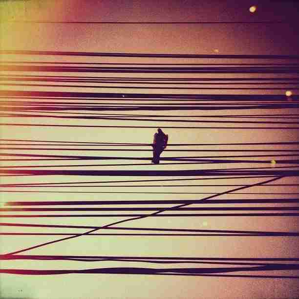 electric-wires-photography
