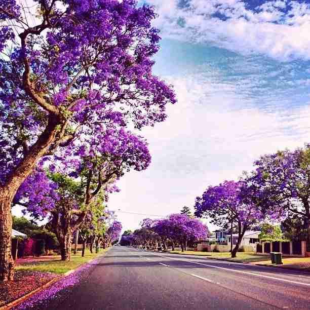 the-jacaranda-trees-are-in-full-bloom-now-in-toowoomba